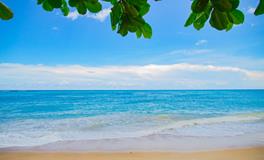 梦见千年大乌龟