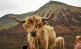 辛丑牛是什么意思