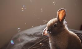 辛卯兔是什么意思