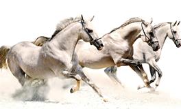 庚午马是什么意思