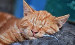 孕妇梦见大鱼是什么意思