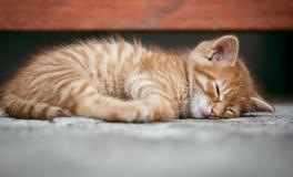 孕妇梦见自己会飞