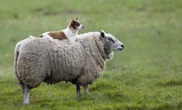 癸未羊是什么意思