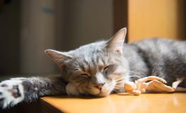 孕妇梦到迷路是什么意思