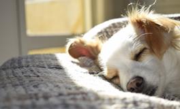 孕妇做梦梦到大象