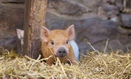 乙亥猪是什么意思