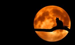 孕妇梦到自己变成龙