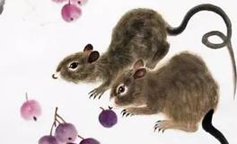 1984年属鼠的人2020年运势大全及破解