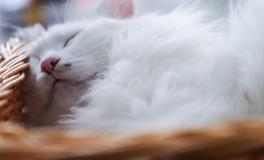 周公解梦梦到生孩子是什么意思