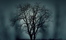 梦见出车祸死人