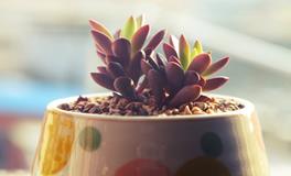 蒂姆一周摩羯座运势（9.16-9.22）