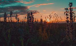 孕妇做梦梦到青萝卜