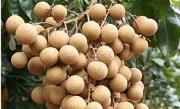 摩羯座的专属水果