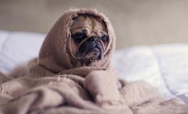 梦见水和鱼是什么意思周公解梦