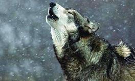 蒙古族的图腾是什么