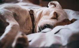 梦见虫子预示着什么