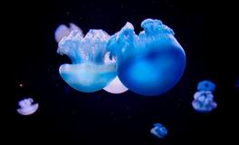 梦见杀鳄鱼是什么意思