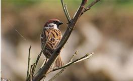 双子座代表的鸟