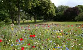 做梦梦到前妻和孩子