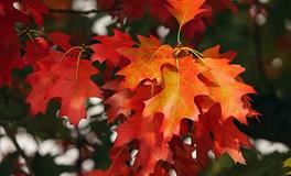 生肖牛2018年正财偏财指数