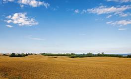 孕妇梦到树上好多梨