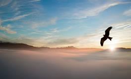 孕妇做梦梦到柿子树