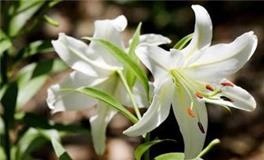 天蝎座专属守护花