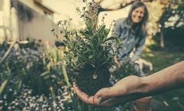 属鸡的人办公室养什么花最旺财