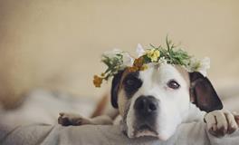 生肖狗如何获得更多财运