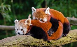 梦见自己拜佛磕头