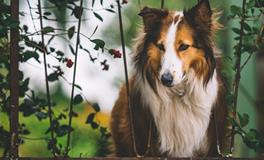 生肖狗哪一天出生最命苦