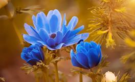 梦见自己娶媳妇是什么意思