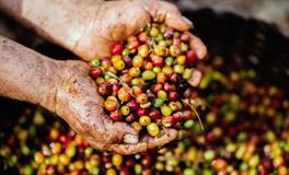 梦见晒稻谷是什么意思