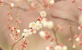 紫微14主星2018年农历九月爱情运势