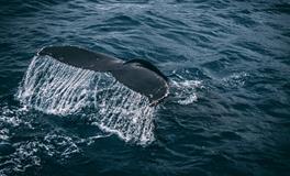 梦到家人溺水被救