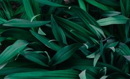 梦见别人打架流血