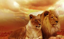 梦到跟前男朋友和好