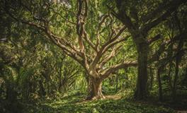 梦见和合伙人吵架