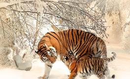 女人梦见结婚什么预兆