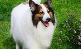 狮子座专属宠物狗狗