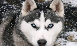 天蝎座专属宠物狗狗