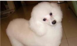 摩羯座专属宠物狗狗