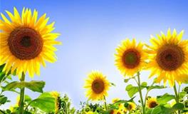 狮子座的守护花，狮子座的守护花花语