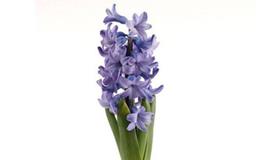 摩羯座的守护花，摩羯座的守护花花语