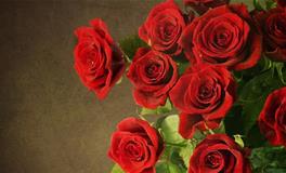 十二星座的守护花花语