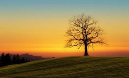 属狗的人该如何当好父母