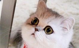 金牛座专属宠物猫