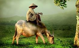 生肖牛的成语故事