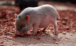 生肖猪的成语故事