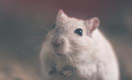 十二生肖属鼠的传说和来源